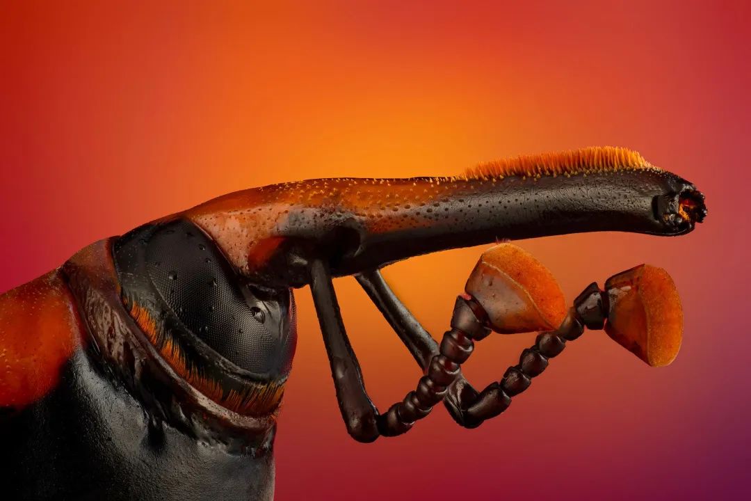 圖片關(guān)鍵詞